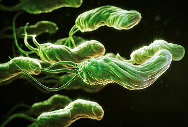 Гастритная бактерия
