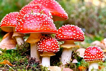 Профилактика отравления грибами